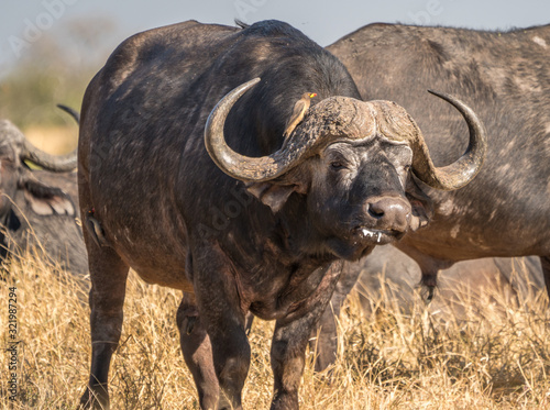 A cape buffalo in South Africa with big horns. 