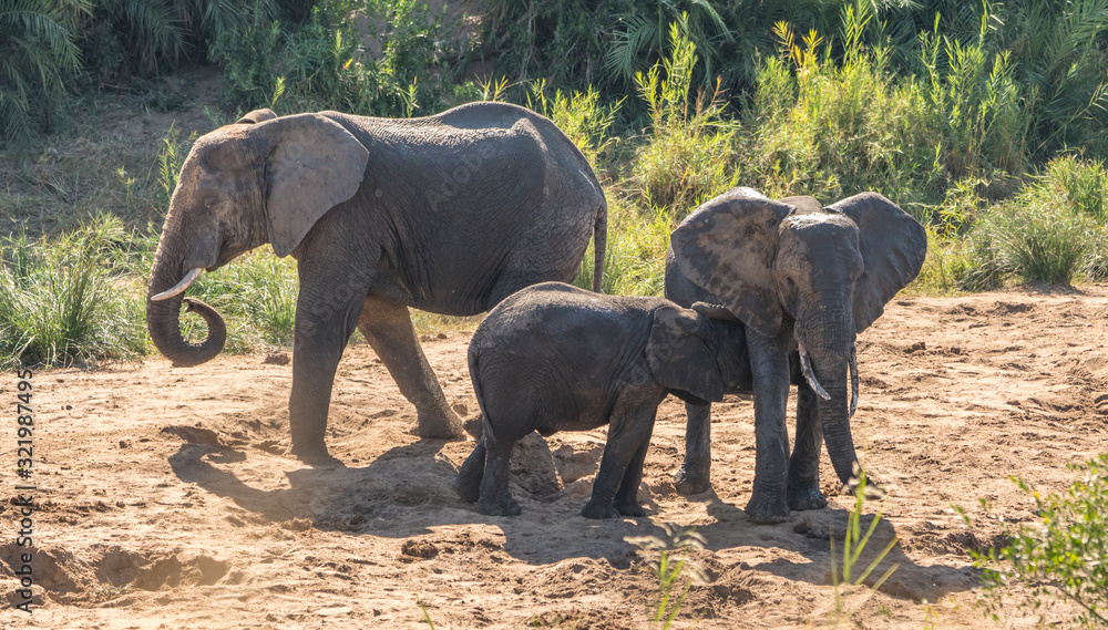 Obraz premium Elephant family in a dry river bed digging for water