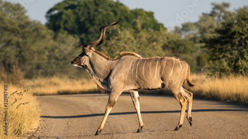 Konstfotografi An African Kudu male antelope crossing the road