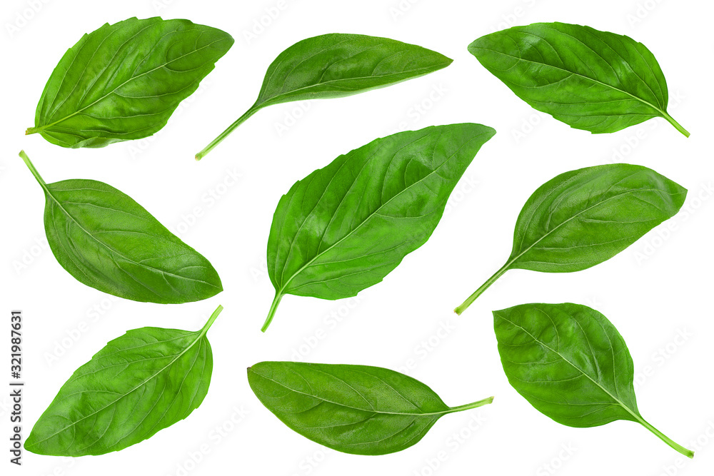 Green basil herb isolated collection Green basil herb isolated collection