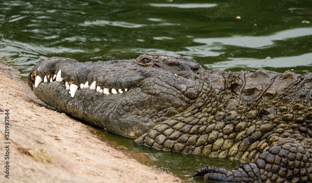 Fototapeta premium Crocodiles sunning in close up 