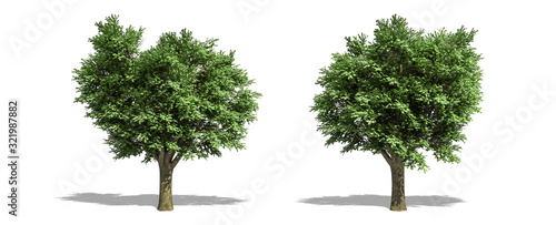 Beautiful Ulmus campestris tree isolated and cutting on a white background with clipping path.