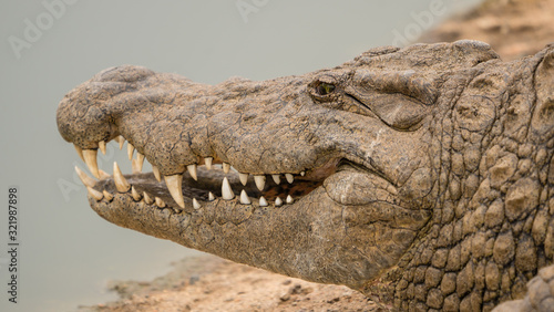 Crocodile in close up with big teeth