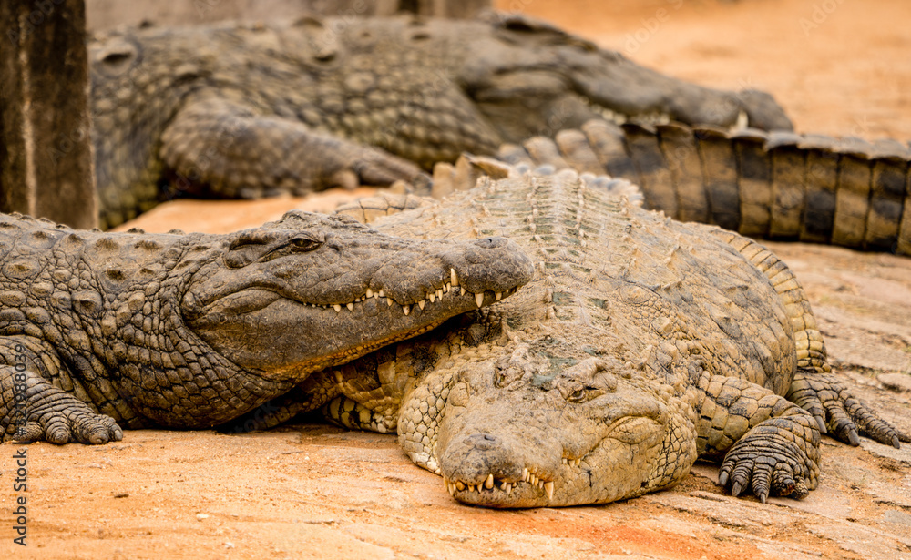Fototapeta premium crocodiles lounging around at a crocodile farm in South Africa