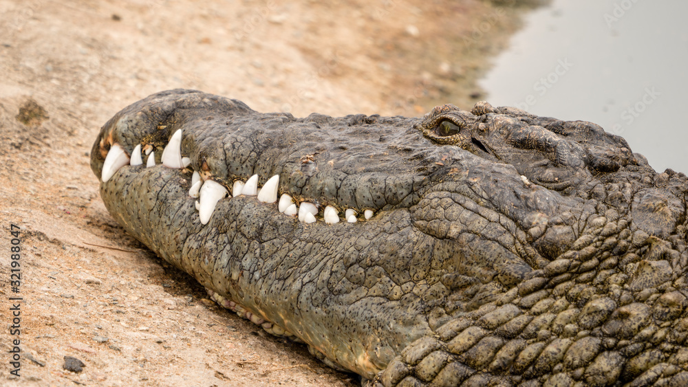 Fototapeta premium Crocodiles sunning in close up 