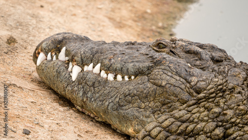 Crocodiles sunning in close up 