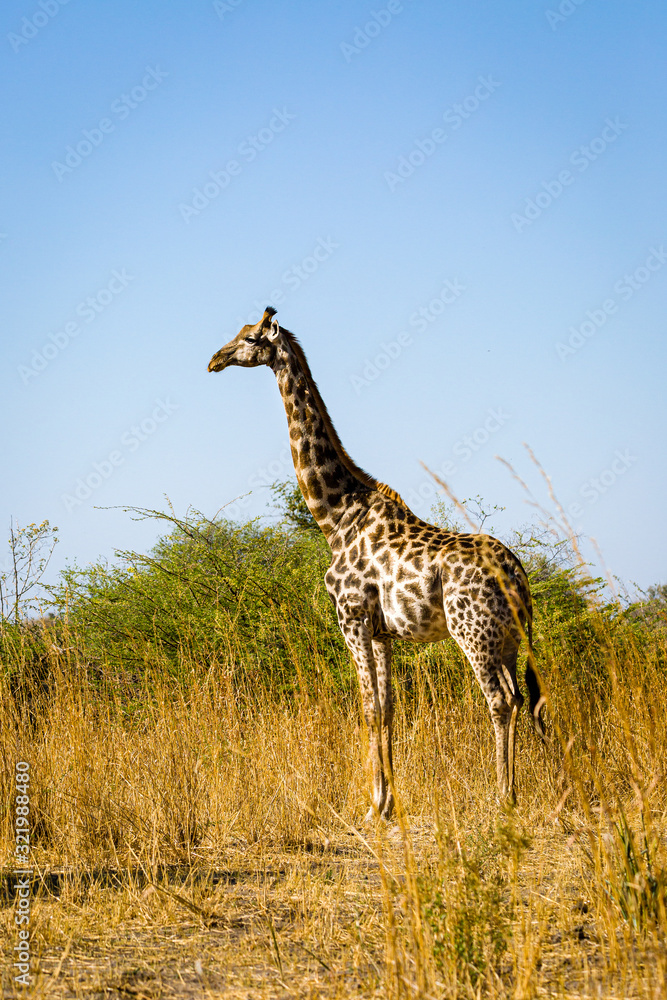 Obraz premium Giraffe