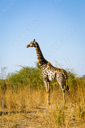 Giraffe