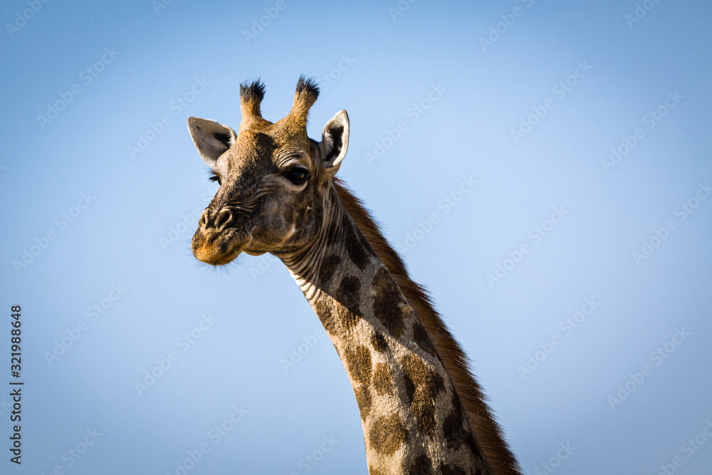 Giraffe