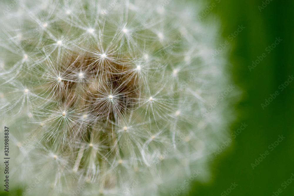The common dandelion (Taraxacum officinale) seeds, in round balls of silver tufted fruits The common dandelion (Taraxacum officinale) seeds, in round balls of silver tufted fruits