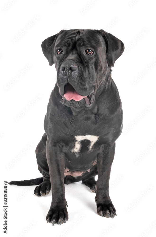 cane corso in studio cane corso in studio