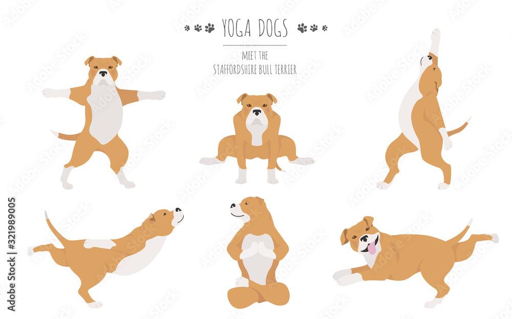 Obraz premium Yoga dogs poses and exercises poster design. Staffordshire bull terrier clipart