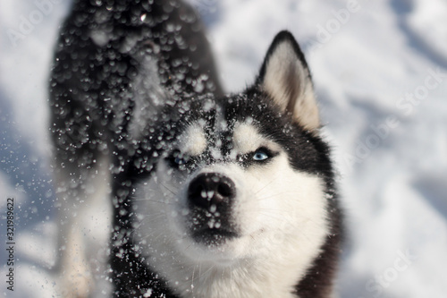 Photography siberian husky in the snow