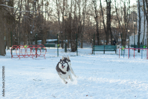 dog in snow © Kateryna
