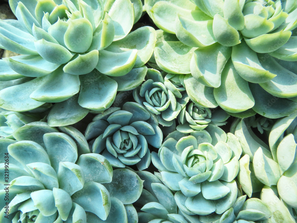 closeup of echeveria elegans in fullscreen closeup of echeveria elegans in fullscreen