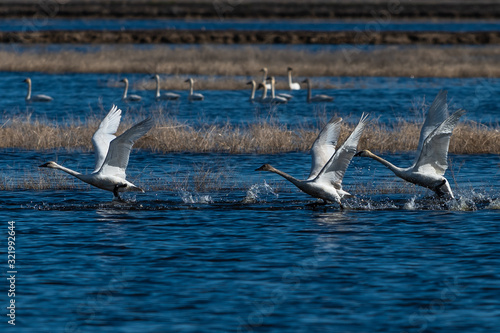 Fotografie, Obraz Swans taking off from water in flight swan flying