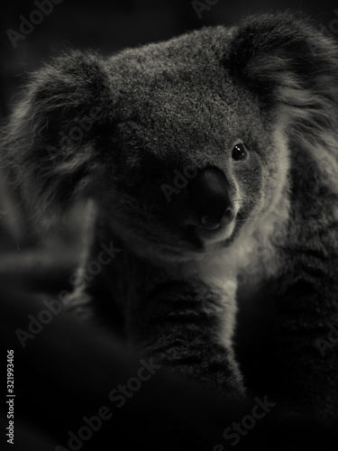 Canvas Print コアラ koala 3