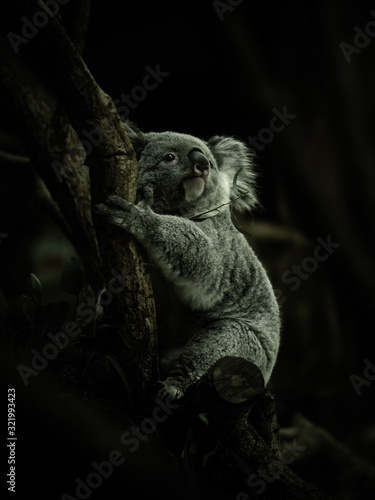 コアラ koala 1