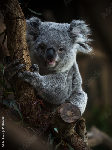 Fototapeta Naklejka Na Ścianę i Meble -  コアラ koala 2