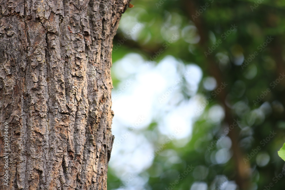 Green nature background with bokeh, Closeup view of tree with bokeh, Beauty wallpaper nature and bokeh