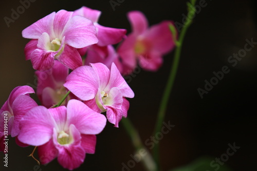 Dendrobium Orchids Plants with pink yellow white color,Group of Orchids Flower and branch with black background