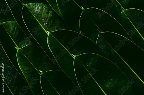 Fresh green Rubber tree leaves for background photo concept. photo