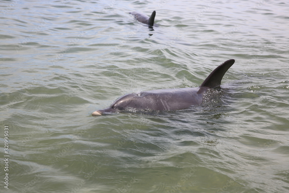 Obraz premium Großer Tümmler (Tursiops) am Strand. Westaustralien