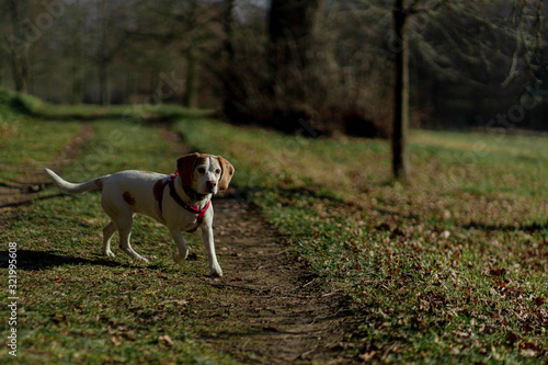 Beagle dog Meggie, Czech rep.