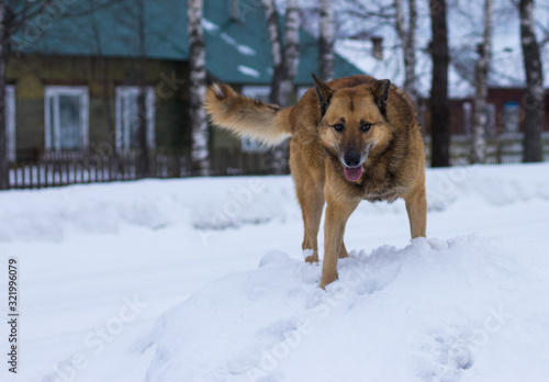 dog in snow © Сергей С