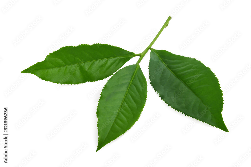 green tea leaf isolated on white background green tea leaf isolated on white background
