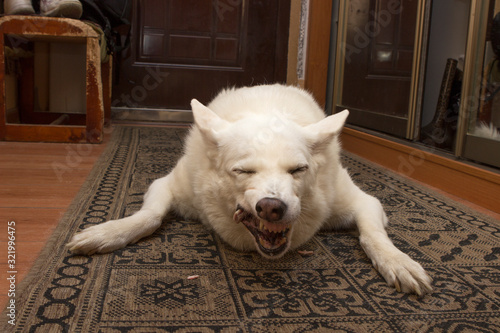 a white dog of the West Siberian husky breed lies on the carpet and gnaws a raw bone with an appetite. The dog nibbled the walls and chair in the apartment.