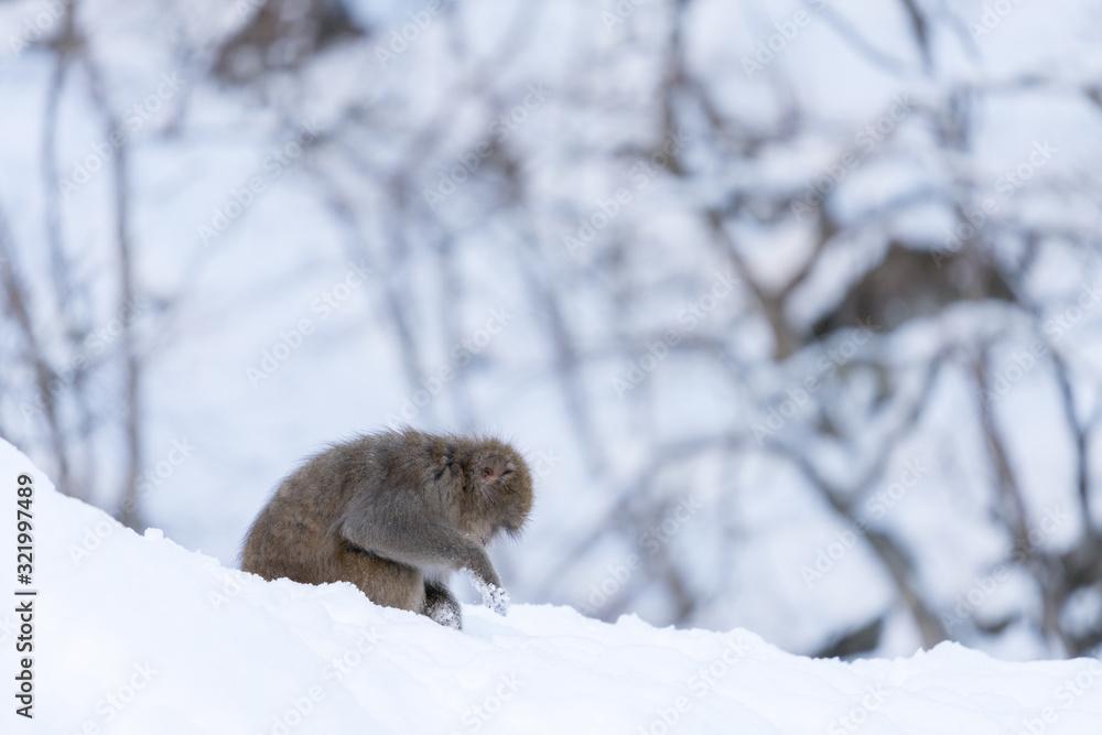 Obraz premium 地獄谷のニホンザル スノーモンキー