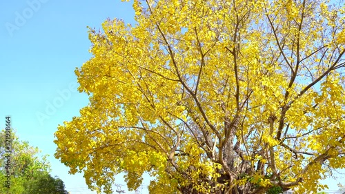 beautiful bright coloured wild flowers growing for background and texture