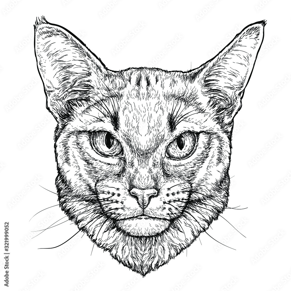 Hand drawn portrait of Abyssinian Cat. Vector illustration isolated on white Hand drawn portrait of Abyssinian Cat. Vector illustration isolated on white