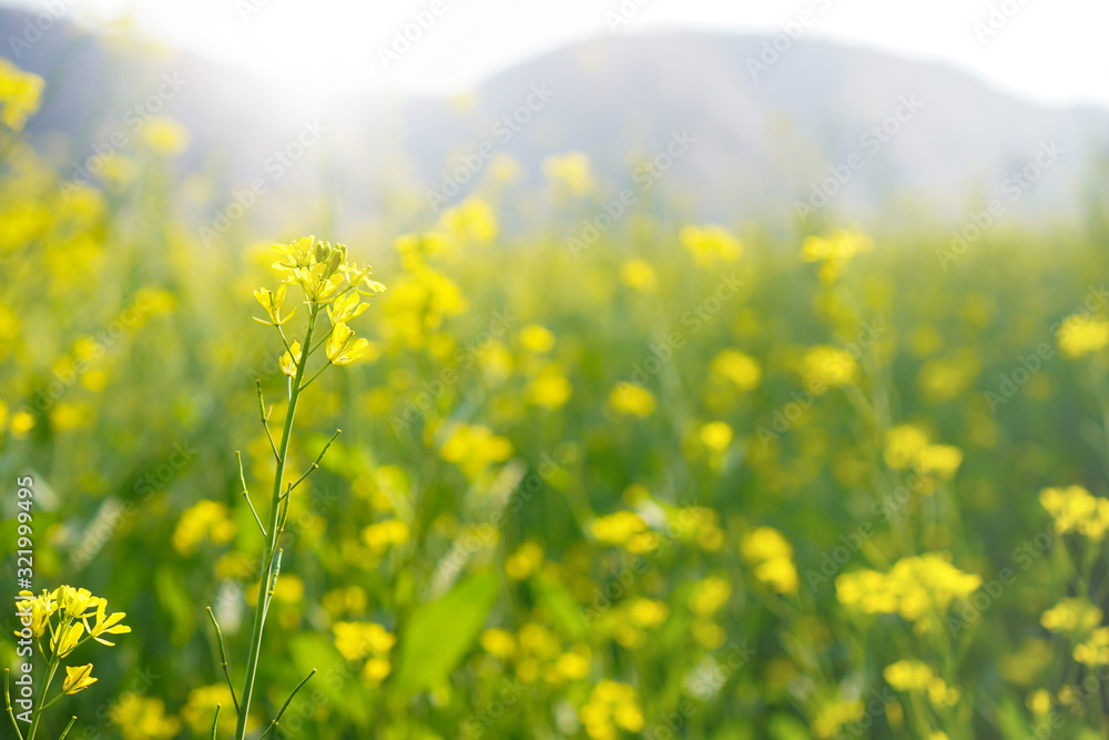 field of yellow mustard flowers ,selective focus field of yellow mustard flowers ,selective focus