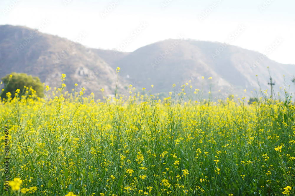Yellow mustard flower field with hill background 