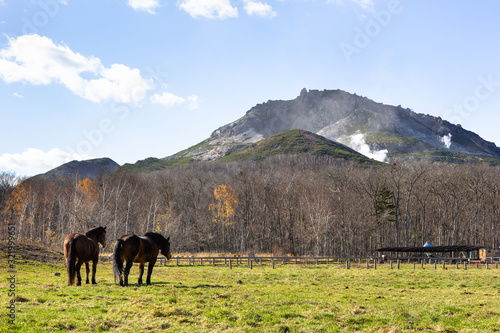 日本の北海道東部・11月の牧場、放牧された馬