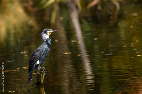 cormoran stanting on a trunc in breeding plumage