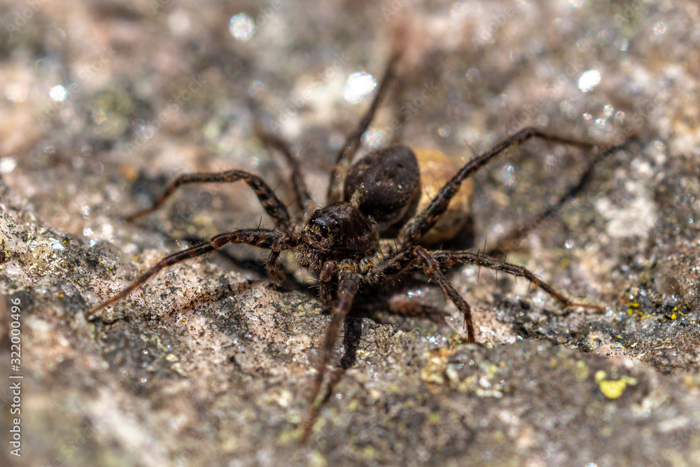 Large brown spider sitting on a rock in sunlight Large brown spider sitting on a rock in sunlight