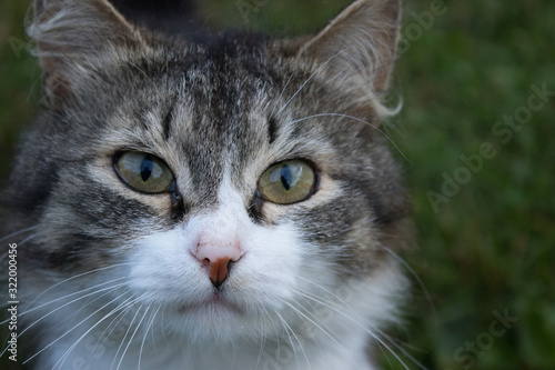 Wallpaper Mural portrait of a cat Torontodigital.ca