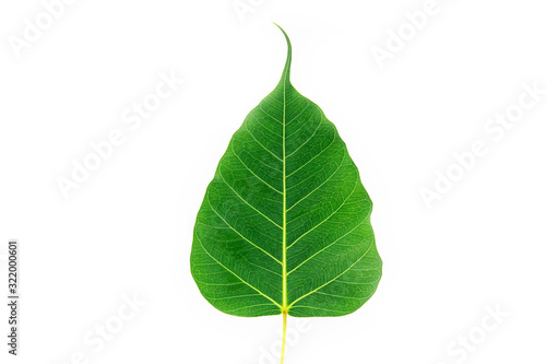 Abstract beautiful texture of green leaf on white background,Leaves photo