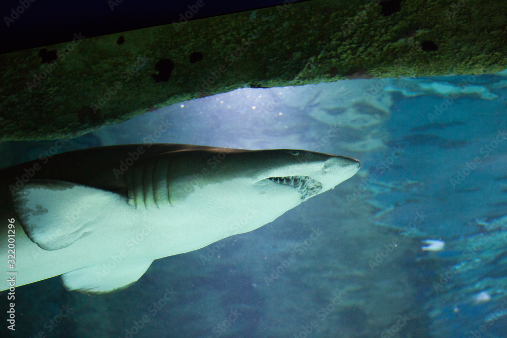 Obraz premium Great white shark in the aquarium, Carharodon carch
