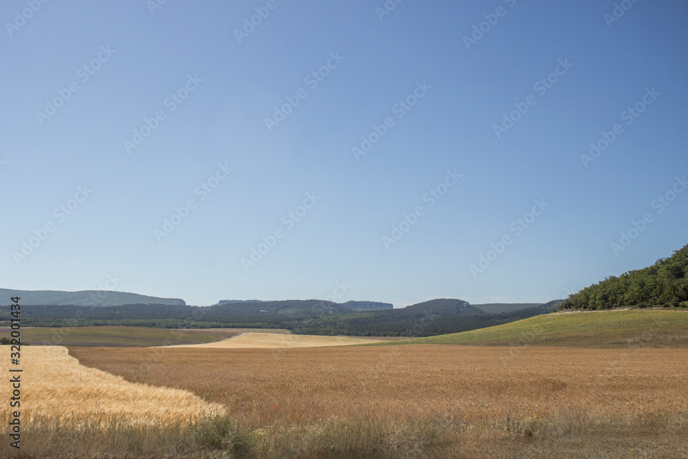 Wheat field in a southern country. Agriculture in the country. Ripe ears of wheat in a spacious field. Beautiful landscape in broad daylight.