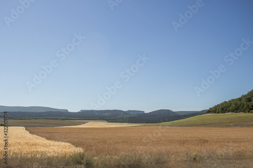 Wheat field in a southern country. Agriculture in the country. Ripe ears of wheat in a spacious field. Beautiful landscape in broad daylight.