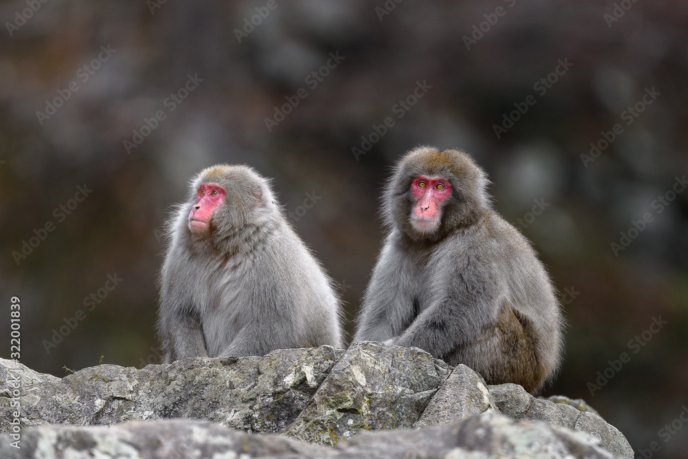 two Japanese snow monkey portrait during fall two Japanese snow monkey portrait during fall