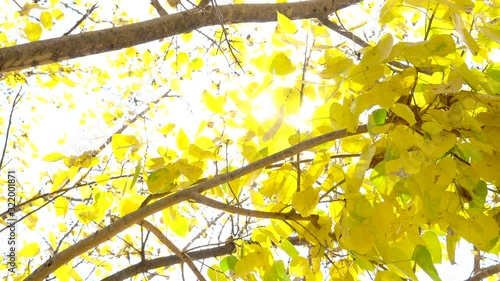 beautiful bright coloured wild flowers growing for background and texture