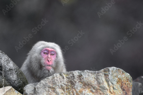 Photography Japanese snow monkey portrait during fall