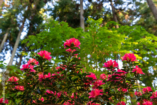 Fototapeta Naklejka Na Ścianę i Meble -  森の中で満開に咲いている赤いツツジ