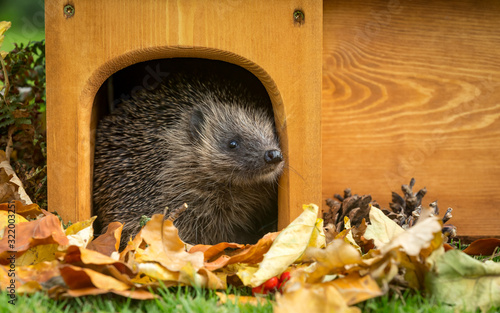Hedgehog in autumn  wild  free roaming hedgehog  taken from within a wildlife hide to monitor the health and population of this favourite but declining mammal  copy space