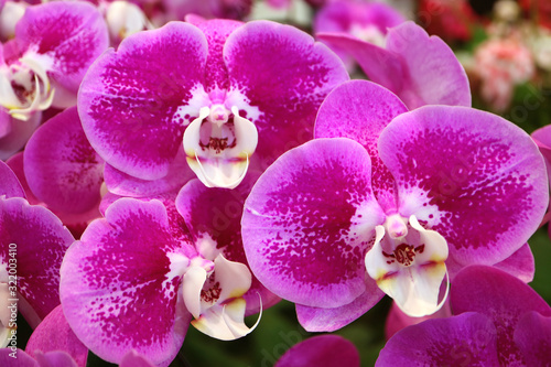 Obraz na plátně Bunches of Vivid Magenta Blooming Orchid Flowers